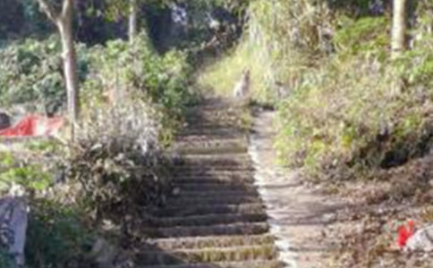 观察爬山虎日记（通用10篇）