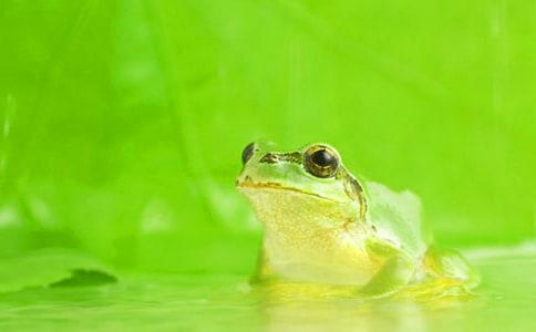 青蛙的自述优秀说明文800字