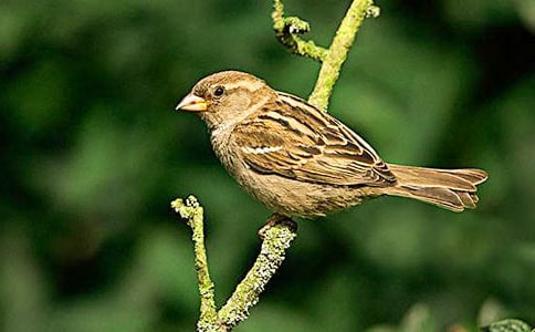 关于小麻雀读后感优秀作文