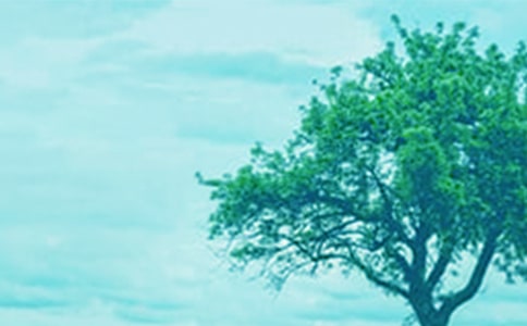 我和大树的日记