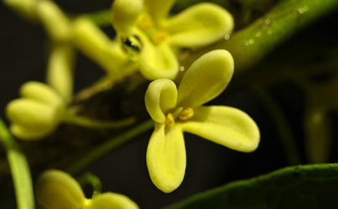 八月桂花读后感