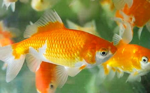 我发现了金鱼的秘密作文400字