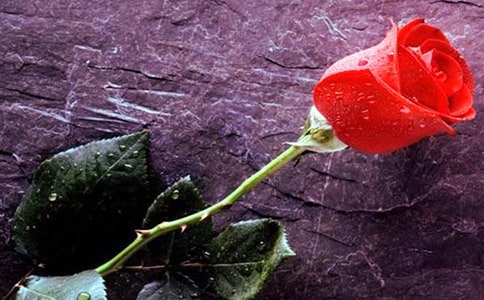 夜莺与玫瑰读后感(通用9篇)