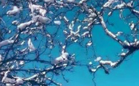 冬天的雪观察日记