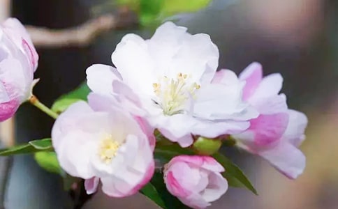 大鱼海棠观后感(精选20篇)