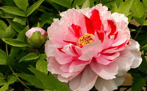 游记作文：游曹州牡丹园