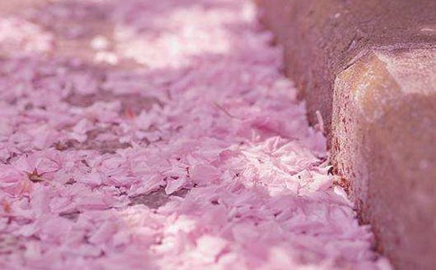 《樱花温泉的秋天》的观后感作文