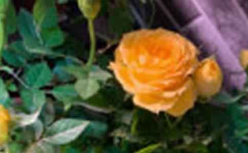 玫瑰之心情日记