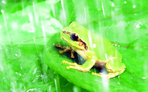 《青蛙和蟾蜍》读后感范文