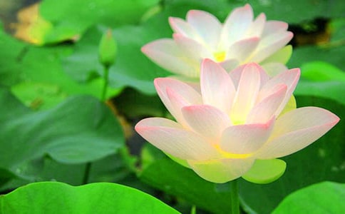 描写荷花的写景作文4篇