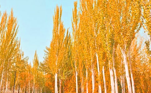 茅盾白杨礼赞优秀读后感(精选8篇)