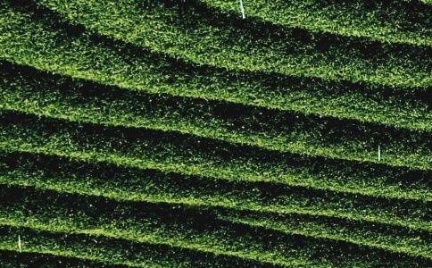 茶叶筒之谜小学数学日记优秀范文