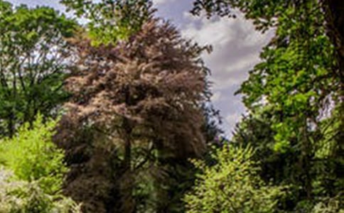 描写风景的作文300字