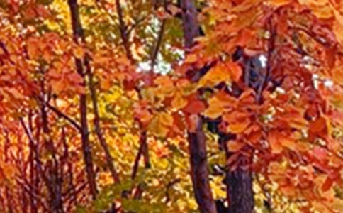 描写景色的小作文