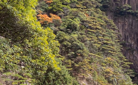 【热】黄山游记作文