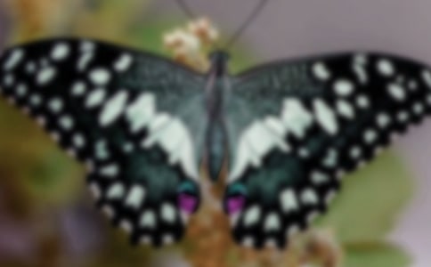 《蝴蝶效应》观后感