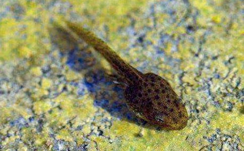 观察小蝌蚪日记作文