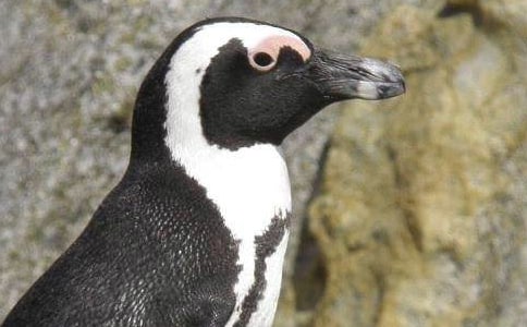 《马达加斯加的企鹅》观后感优秀作文