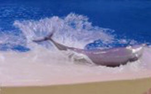 《海豚湾》观后感(精选23篇)