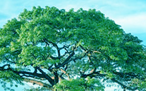 关于《小苗与大树的对话》的读后感