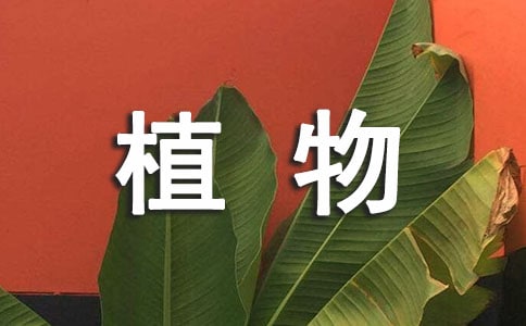 关于《多彩的植物城堡》读后感400字
