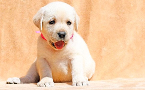 小狗说明文作文四篇