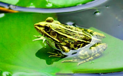 说明文作文600字青蛙