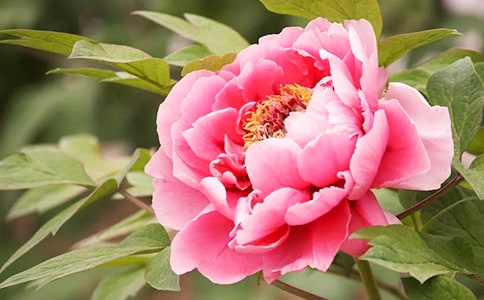 游览洛阳牡丹园游记作文