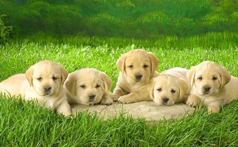 我和小狗350字日记