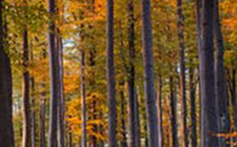 走进村上的原始森林的心情日记