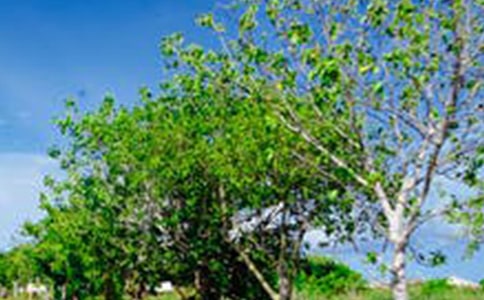 这边风景独好400字作文