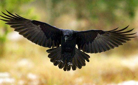 关于和乌鸦做邻居读后感范文