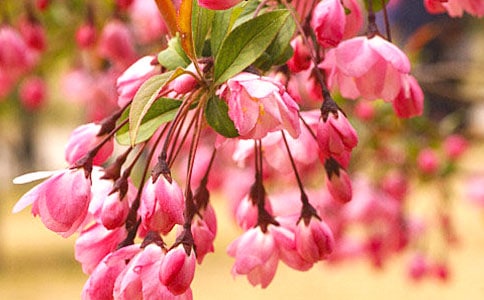 大鱼海棠观后感范文（精选7篇）