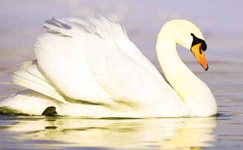 《天鹅牧场》的读后感(精选5篇)