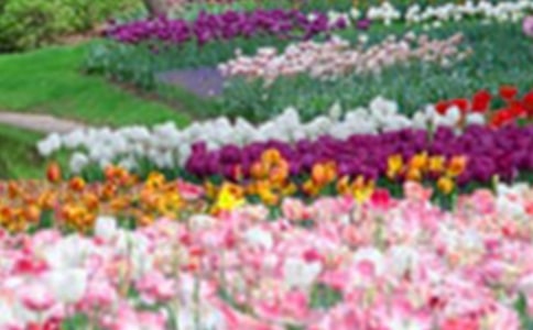 游葵花园二年级日记