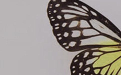 蝴蝶的世界观察日记