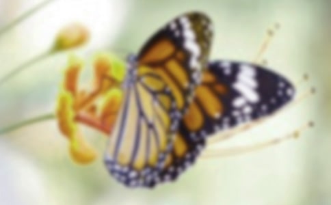 蝴蝶豌豆花读后感范文