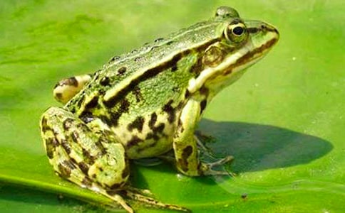 《青蛙王子副班长》读后感八篇