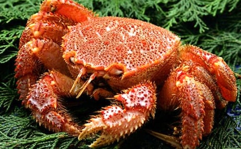 抓螃蟹高二暑假日记