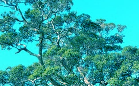 《小草与大树》读后感