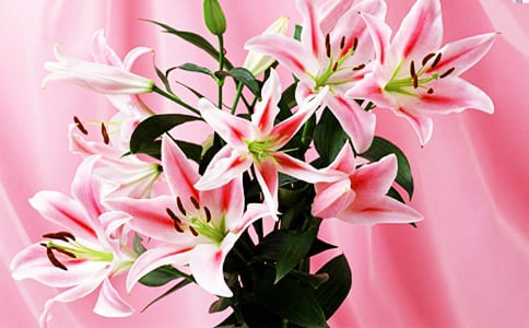 《心田上的百合花》读后感15篇