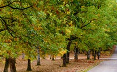 一道美丽的风景线作文400字