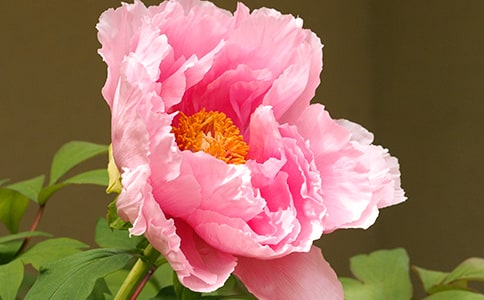 洛阳牡丹园之游日记300字