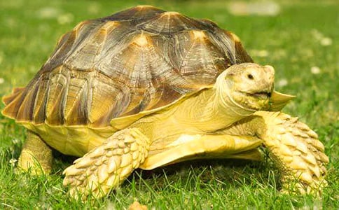 小乌龟小学说明文