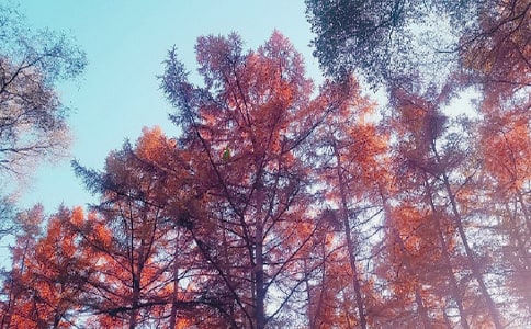 秋日内蒙游中学游记作文