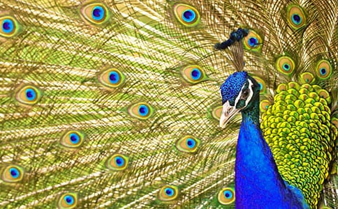 关于《孔雀东南飞》读后感3篇