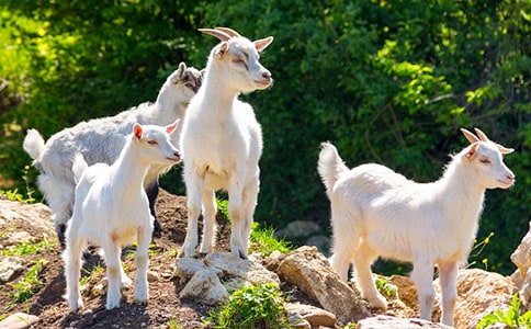 关于《山羊不吃天堂草》读后感