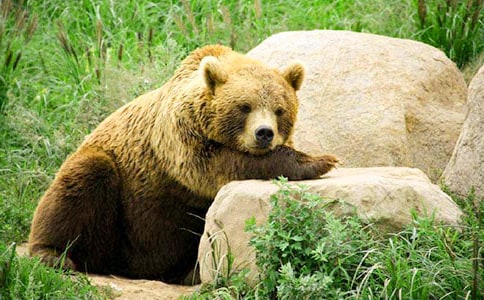 《被宠坏的狗熊》读后感700字