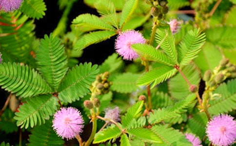 说明文作文300字含羞草