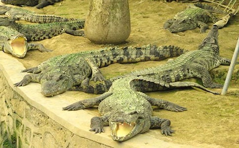 游玩鳄鱼公园小学生日记